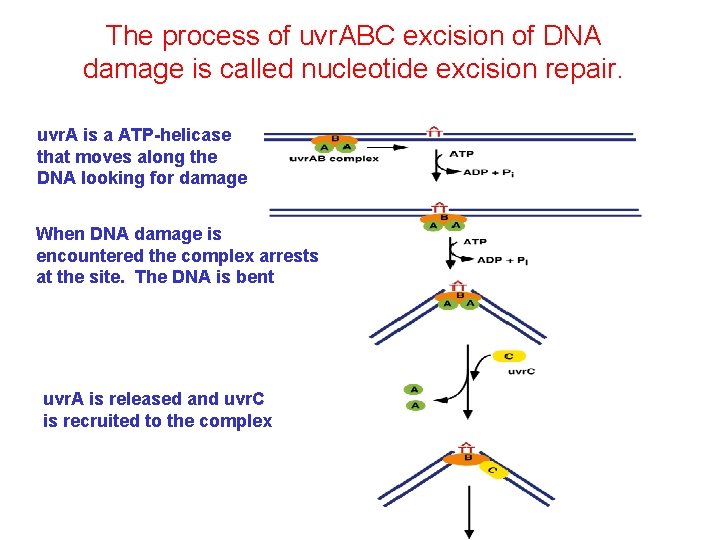 The process of uvr. ABC excision of DNA damage is called nucleotide excision repair.