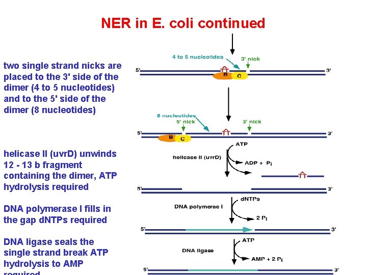 NER in E. coli continued two single strand nicks are placed to the 3'