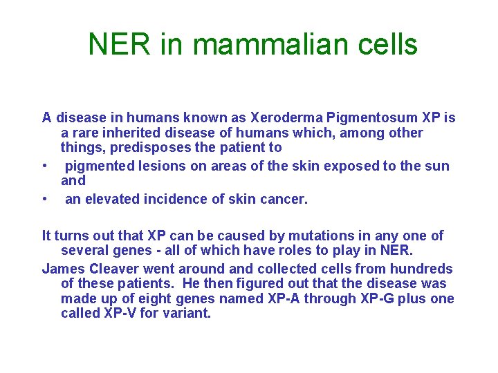 NER in mammalian cells A disease in humans known as Xeroderma Pigmentosum XP is