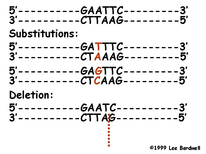 5’-----GAATTC-----3’ 3’-----CTTAAG-----5’ Substitutions: 5’-----GATTTC-----3’ 3’-----CTAAAG-----5’ 5’-----GAGTTC-----3’ 3’-----CTCAAG-----5’ Deletion: 5’-----GAATC-----3’ 3’-----CTTAG-----5’ © 1999 Lee Bardwell