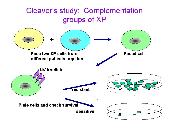 Cleaver’s study: Complementation groups of XP + Fuse two XP cells from different patients