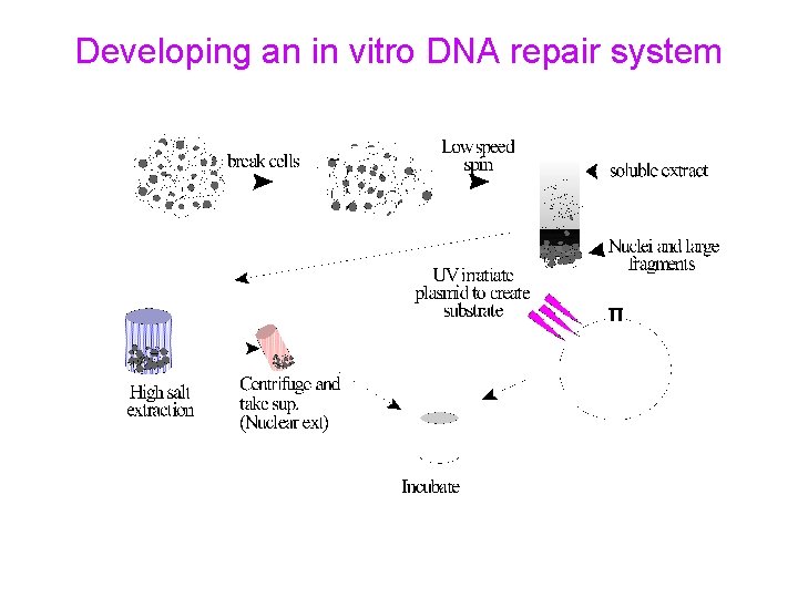 Developing an in vitro DNA repair system 