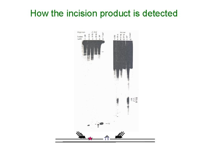 How the incision product is detected 