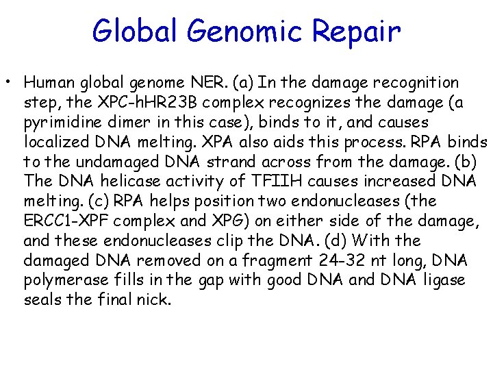 Global Genomic Repair • Human global genome NER. (a) In the damage recognition step,