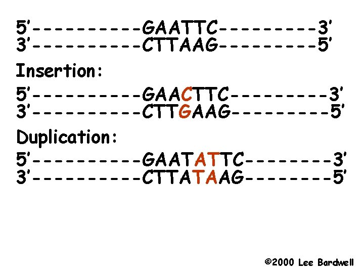 5’-----GAATTC-----3’ 3’-----CTTAAG-----5’ Insertion: 5’-----GAACTTC-----3’ 3’-----CTTGAAG-----5’ Duplication: 5’-----GAATATTC----3’ 3’-----CTTATAAG----5’ © 2000 Lee Bardwell 