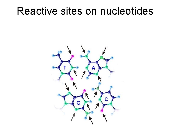 Reactive sites on nucleotides 