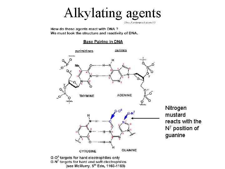 Alkylating agents Nitrogen mustard reacts with the N 7 position of guanine 