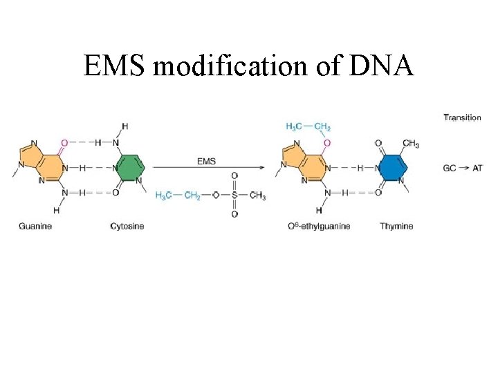EMS modification of DNA 