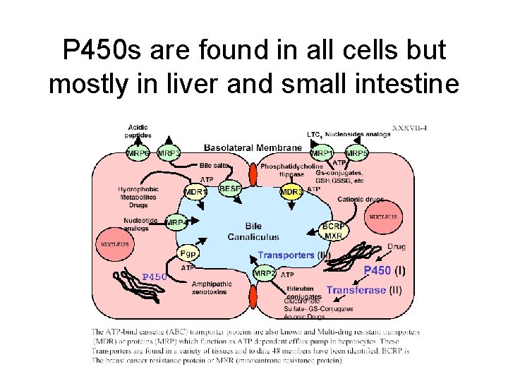 P 450 s are found in all cells but mostly in liver and small