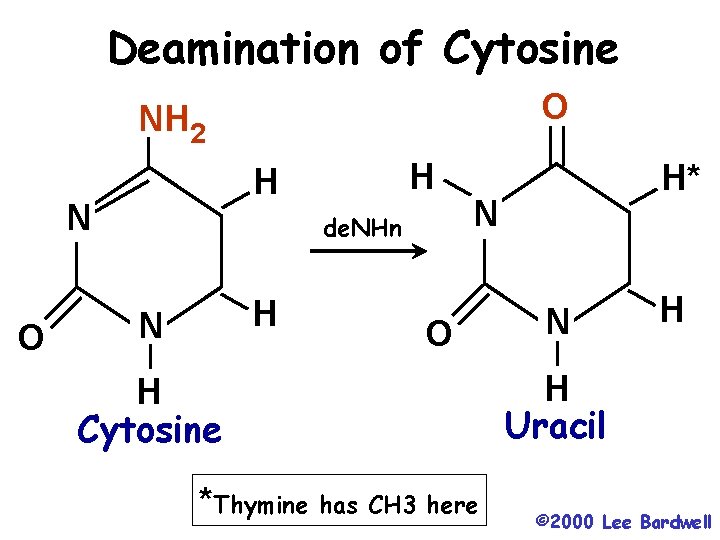 Deamination of Cytosine O NH 2 N O H H de. NHn H N