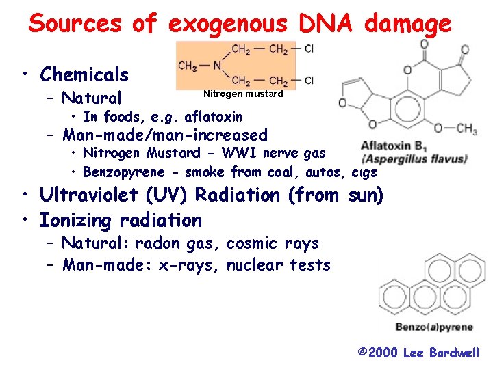 Sources of exogenous DNA damage • Chemicals – Natural Nitrogen mustard • In foods,