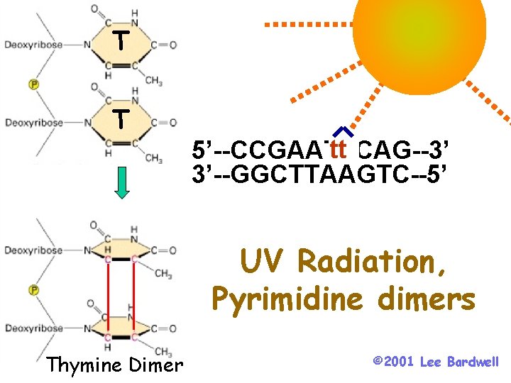 T T tt 5’--CCGAATTCAG--3’ 3’--GGCTTAAGTC--5’ UV Radiation, Pyrimidine dimers Thymine Dimer © 2001 Lee