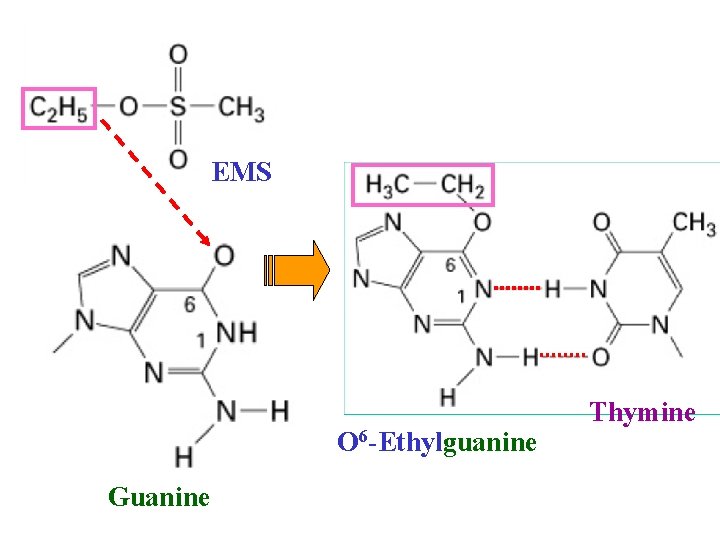 EMS O 6 -Ethylguanine Guanine Thymine 