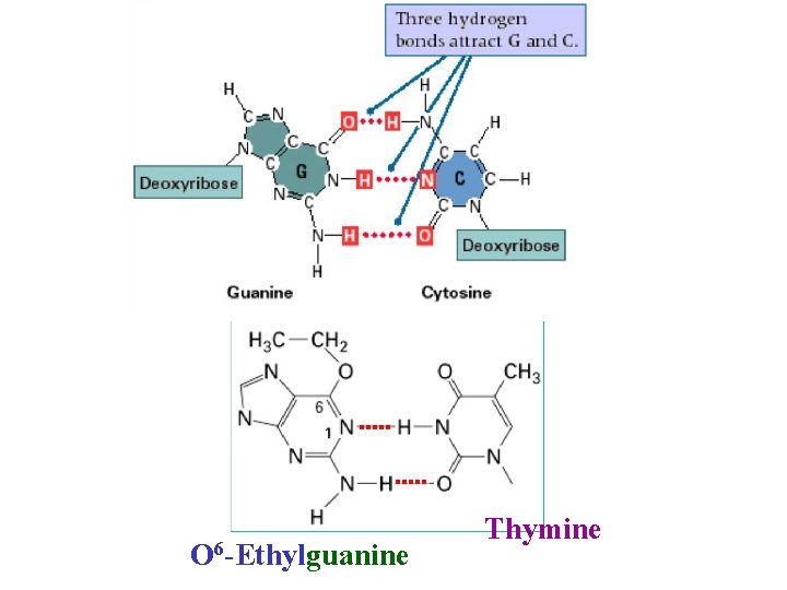 O 6 -Ethylguanine Thymine 