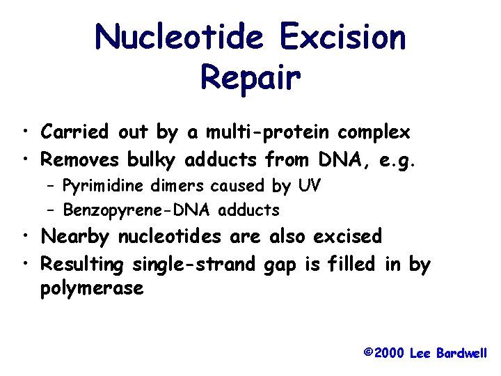 Nucleotide Excision Repair • Carried out by a multi-protein complex • Removes bulky adducts