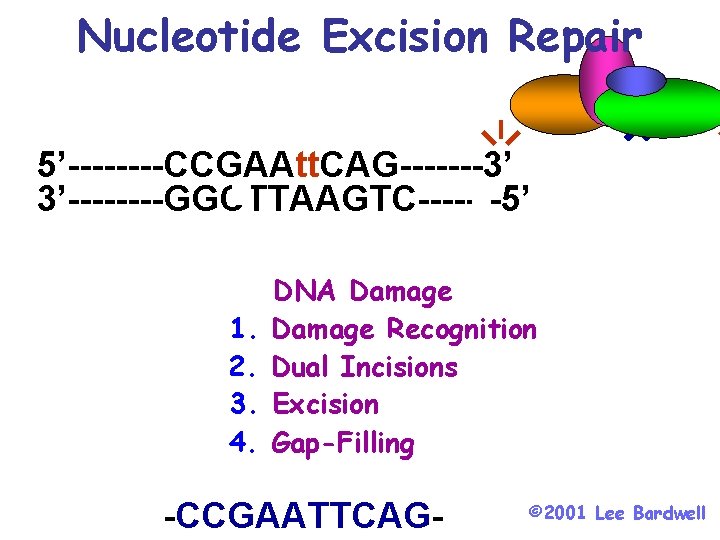 Nucleotide Excision Repair 5’----CCGAAtt. CAG-------3’ 3’----GGCTTAAGTC-------5’ 1. 2. 3. 4. DNA Damage Recognition Dual