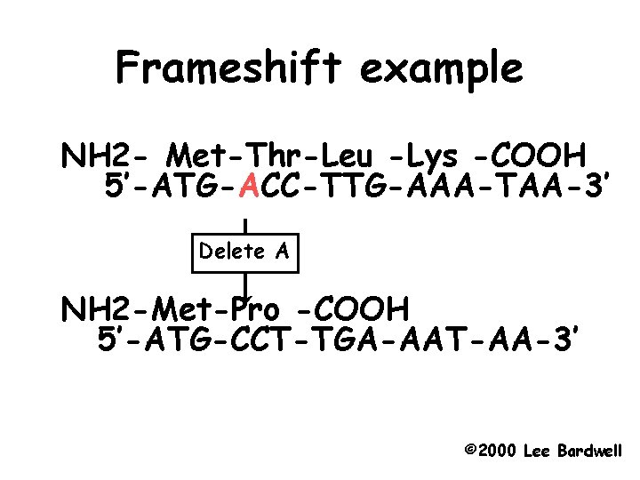 Frameshift example NH 2 - Met-Thr-Leu -Lys -COOH 5’-ATG-ACC-TTG-AAA-TAA-3’ Delete A NH 2 -Met-Pro