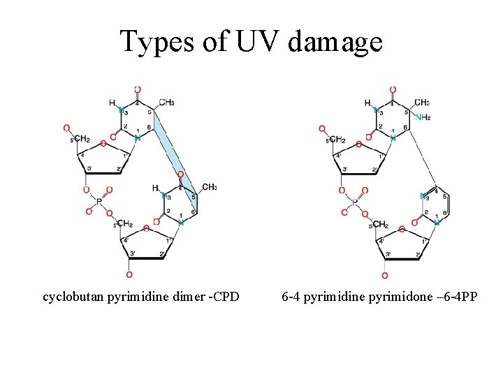 Types of UV damage cyclobutan pyrimidine dimer -CPD 6 -4 pyrimidine pyrimidone – 6