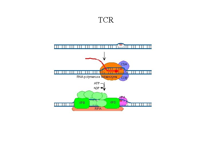 TCR 