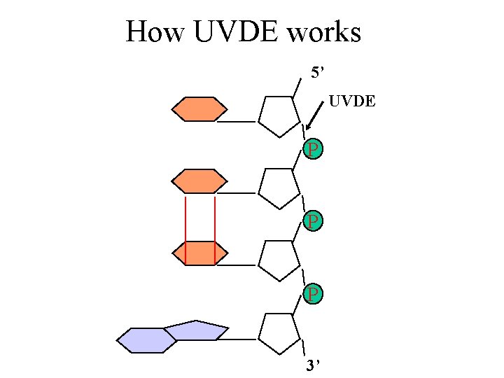 How UVDE works 5’ UVDE P P P 3’ 