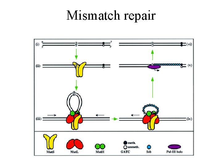 Mismatch repair 