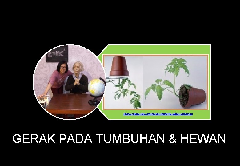 https: //materiipa. com/gerak-tropisme-pada-tumbuhan GERAK PADA TUMBUHAN & HEWAN 