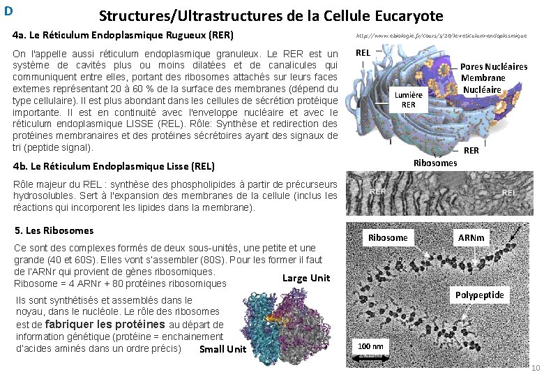 D Structures/Ultrastructures de la Cellule Eucaryote 4 a. Le Réticulum Endoplasmique Rugueux (RER) On