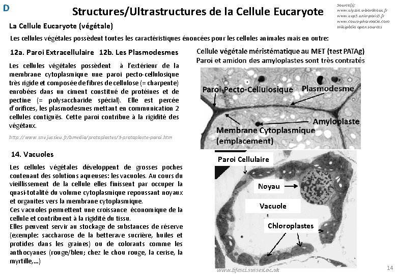D Structures/Ultrastructures de la Cellule Eucaryote La Cellule Eucaryote (végétale) Source(s): www. ulysse. u-bordeaux.