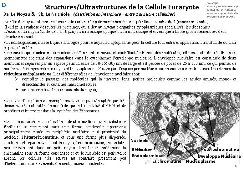 D Structures/Ultrastructures de la Cellule Eucaryote 3 a. Le Noyau & 3 b. Le