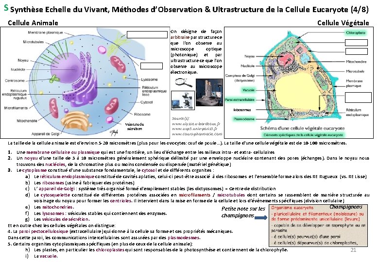 S Synthèse Echelle du Vivant, Méthodes d’Observation & Ultrastructure de la Cellule Eucaryote (4/8)