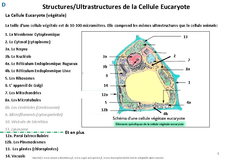 D Structures/Ultrastructures de la Cellule Eucaryote La Cellule Eucaryote (végétale) La taille d'une cellule