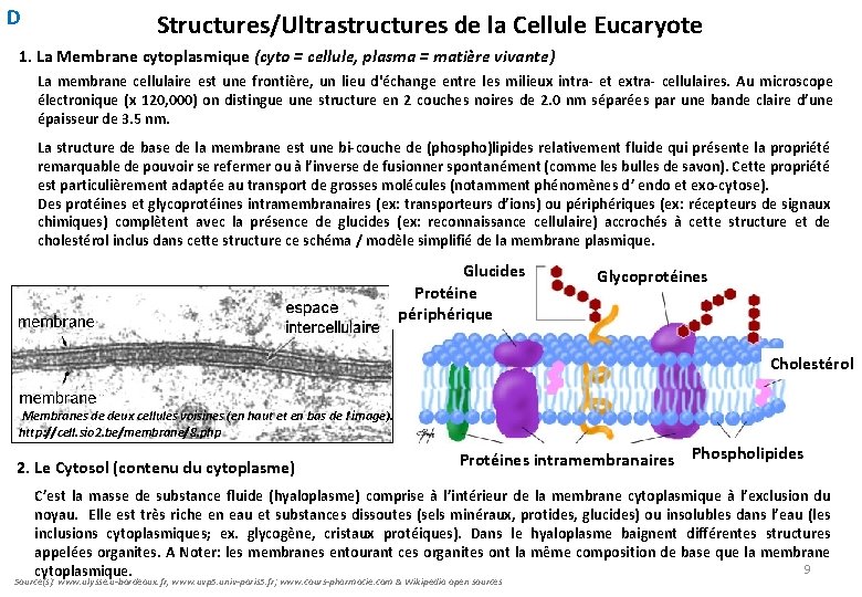D Structures/Ultrastructures de la Cellule Eucaryote 1. La Membrane cytoplasmique (cyto = cellule, plasma