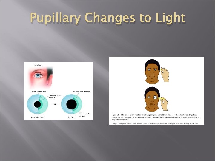 Pupillary Changes to Light Pupillary Changes to Light