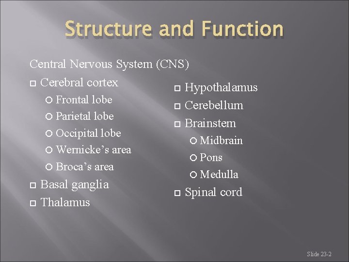 Structure and Function Central Nervous System (CNS) Cerebral cortex Hypothalamus Frontal lobe Parietal lobe Structure and Function Central Nervous System (CNS) Cerebral cortex Hypothalamus Frontal lobe Parietal lobe