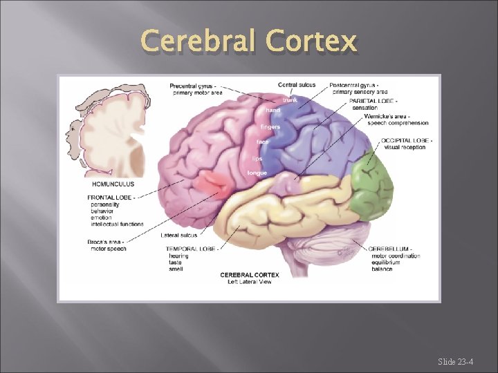 Cerebral Cortex Slide 23 -4 Cerebral Cortex Slide 23 -4