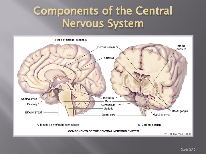 Components of the Central Nervous System [PRODUCTION NOTE: Please insert Figure 23 -2 (from Components of the Central Nervous System [PRODUCTION NOTE: Please insert Figure 23 -2 (from