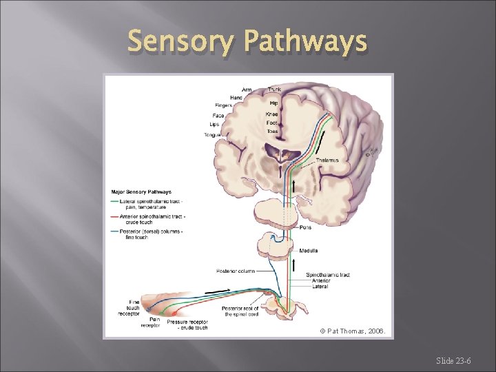 Sensory Pathways © Pat Thomas, 2006. Slide 23 -6 Sensory Pathways © Pat Thomas, 2006. Slide 23 -6