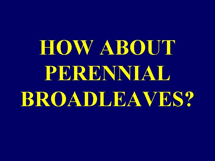 HOW ABOUT PERENNIAL BROADLEAVES? HOW ABOUT PERENNIAL BROADLEAVES?
