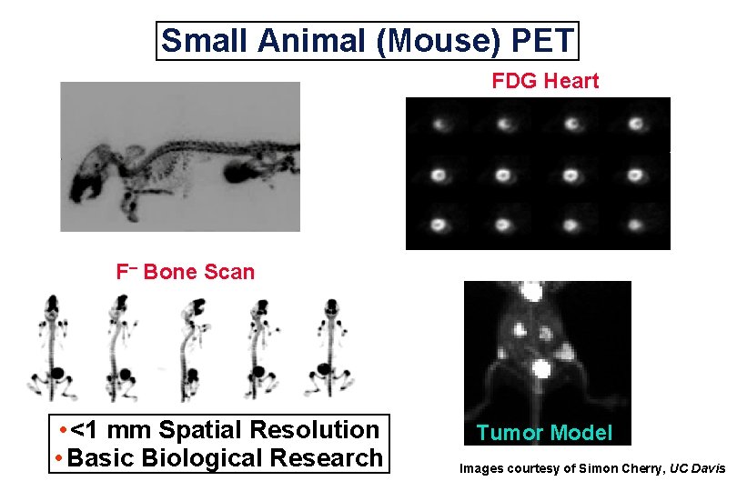 Small Animal (Mouse) PET FDG Heart F– Bone Scan • <1 mm Spatial Resolution