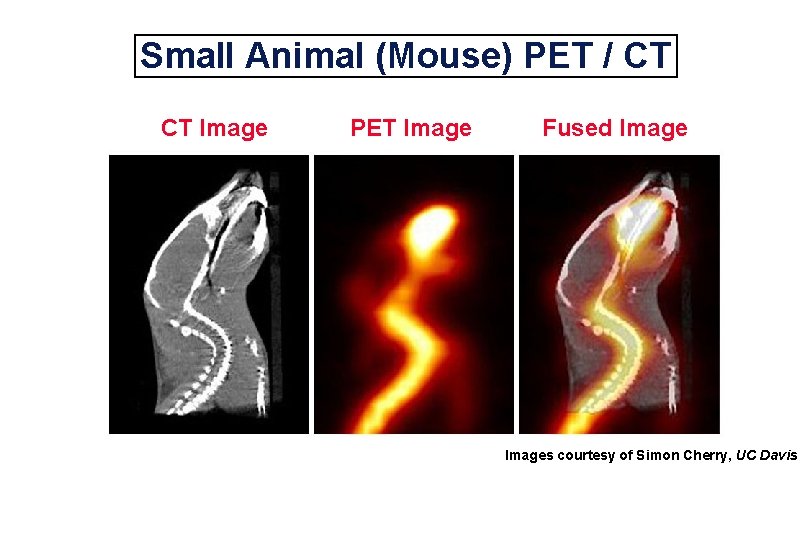 Small Animal (Mouse) PET / CT CT Image PET Image Fused Images courtesy of