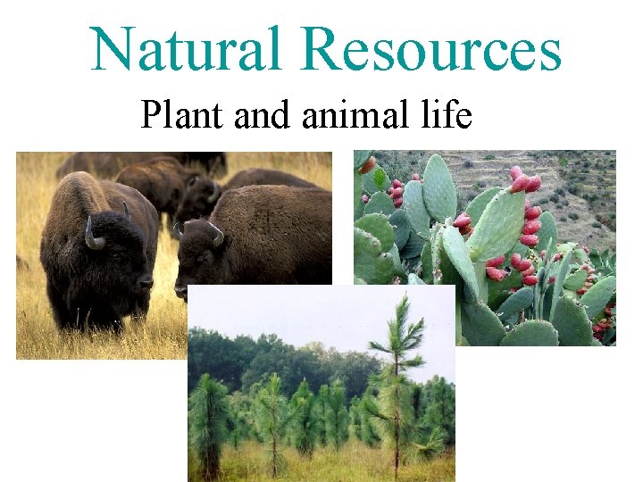 Natural Resources Plant and animal life 