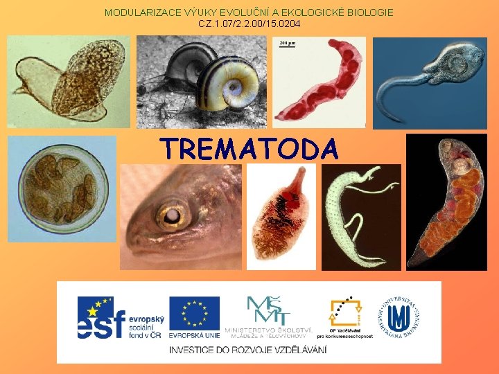 MODULARIZACE VÝUKY EVOLUČNÍ A EKOLOGICKÉ BIOLOGIE CZ. 1. 07/2. 2. 00/15. 0204 TREMATODA 