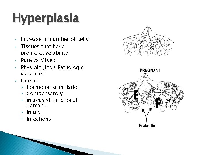 Hyperplasia • • • Increase in number of cells Tissues that have proliferative ability Hyperplasia • • • Increase in number of cells Tissues that have proliferative ability