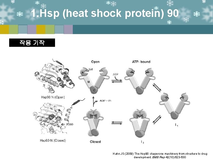 1. Hsp (heat shock protein) 90 작용 기작 Hahn JS (2009) The Hsp 90