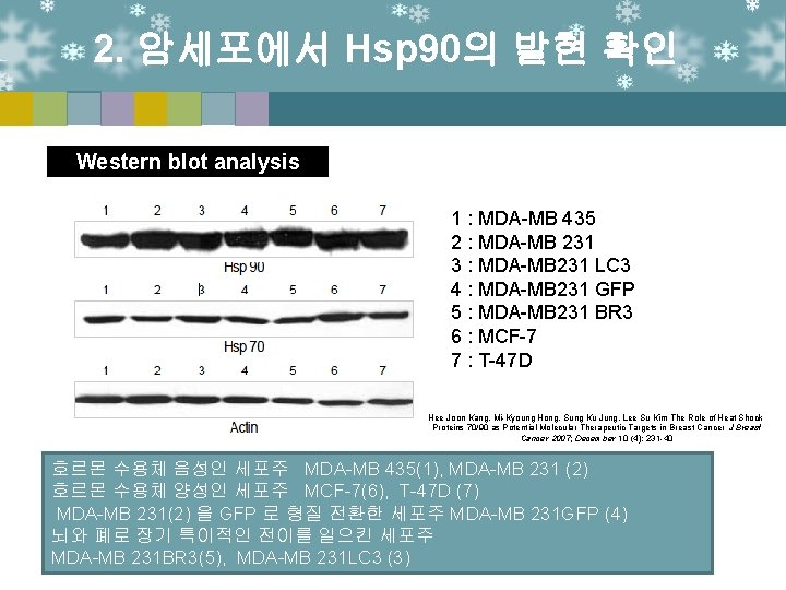 2. 암세포에서 Hsp 90의 발현 확인 Western blot analysis 1 : MDA-MB 435 2