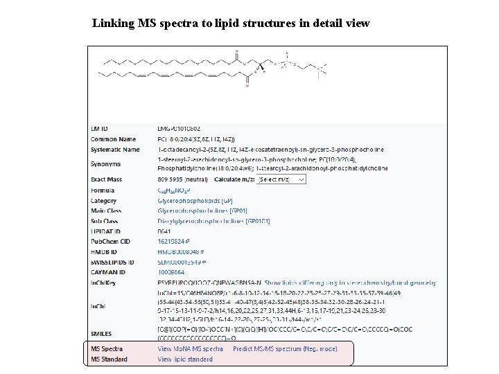 Linking MS spectra to lipid structures in detail view 
