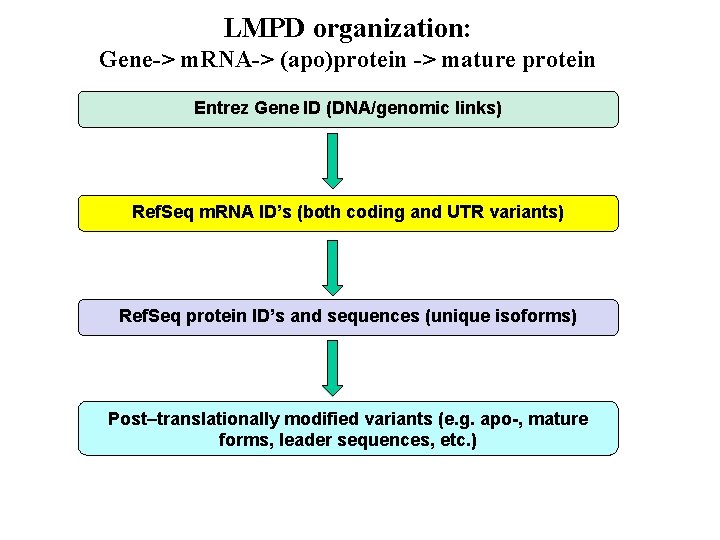 LMPD organization: Gene-> m. RNA-> (apo)protein -> mature protein Entrez Gene ID (DNA/genomic links)