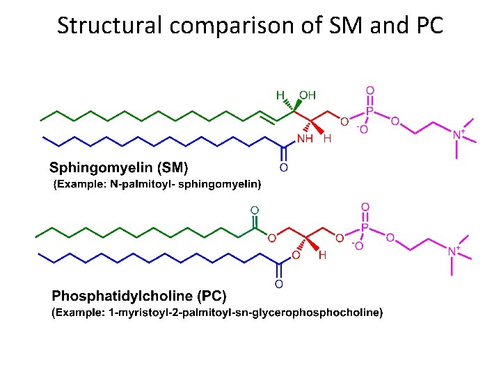 Structural comparison of SM and PC 