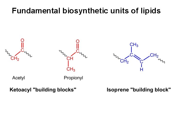 Fundamental biosynthetic units of lipids 
