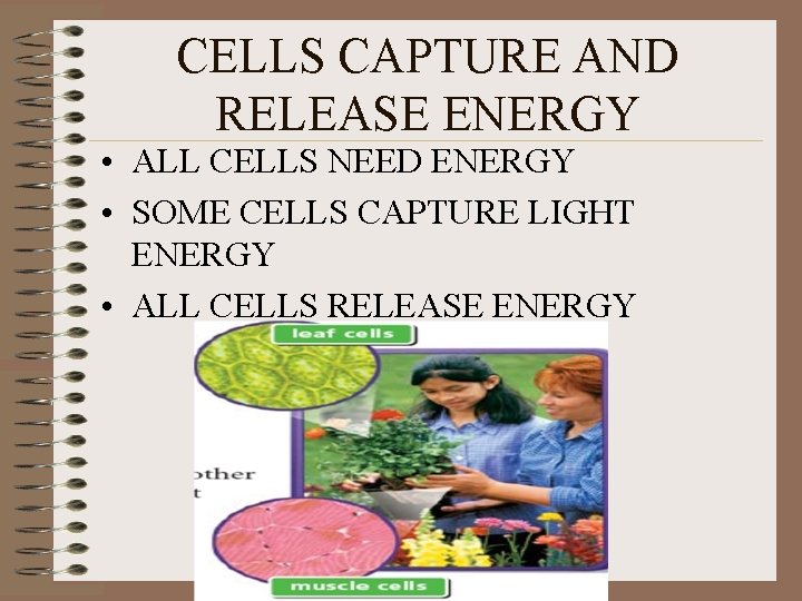 CELLS CAPTURE AND RELEASE ENERGY • ALL CELLS NEED ENERGY • SOME CELLS CAPTURE